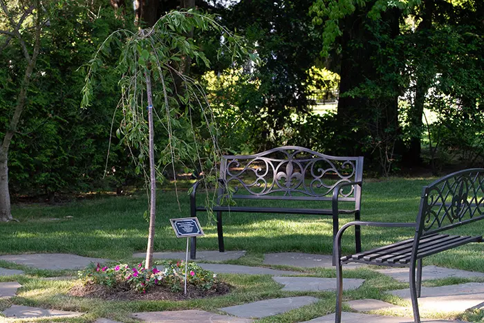 Wrought iron benches sit around a flowering tree